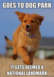 Ridiculously Photogenic Puppy