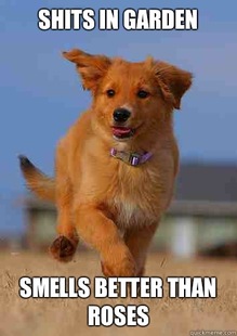 Ridiculously Photogenic Puppy