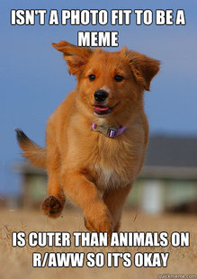 Ridiculously Photogenic Puppy