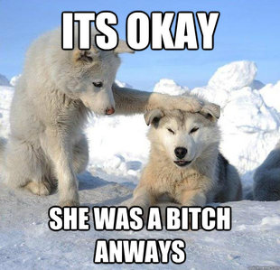 Caring Husky