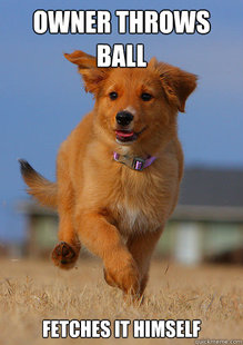 Ridiculously Photogenic Puppy