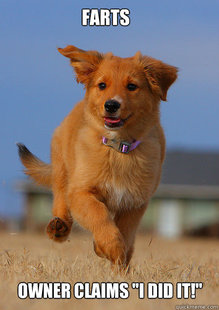 Ridiculously Photogenic Puppy