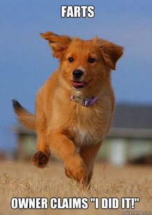 Ridiculously Photogenic Puppy