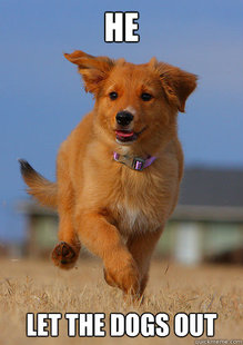Ridiculously Photogenic Puppy