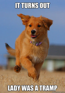 Ridiculously Photogenic Puppy