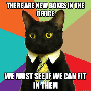 Business Cat
