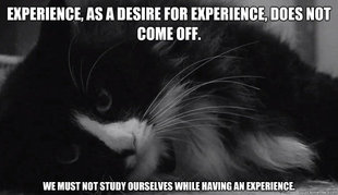 .emo cat