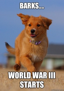 Ridiculously Photogenic Puppy
