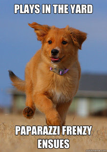 Ridiculously Photogenic Puppy