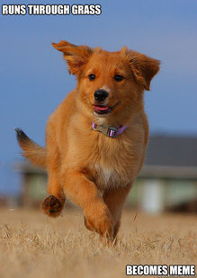 Ridiculously Photogenic Puppy