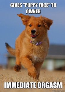 Ridiculously Photogenic Puppy