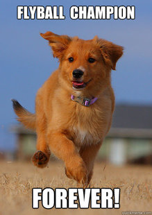 Ridiculously Photogenic Puppy