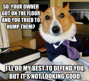 Lawyer Dog