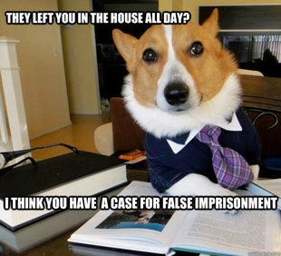 Lawyer Dog