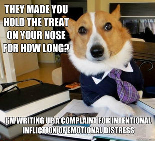 Lawyer Dog