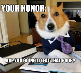 Lawyer Dog