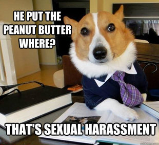 Lawyer Dog