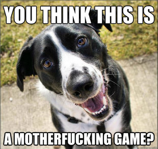 Stare Dog