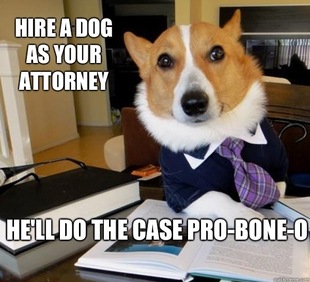 Lawyer Dog