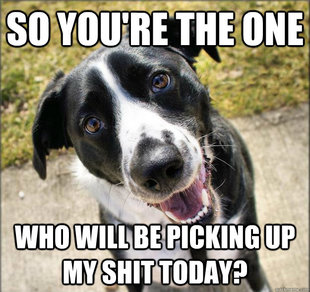 Stare Dog