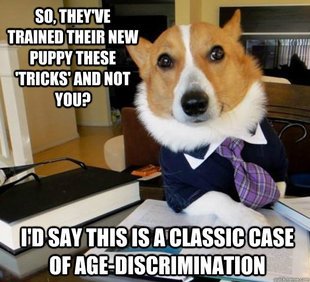 Lawyer Dog