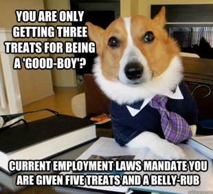 Lawyer Dog