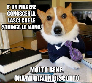 Lawyer Dog