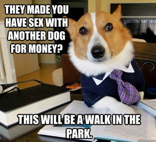 Lawyer Dog