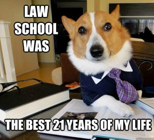 Lawyer Dog