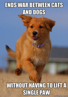 Ridiculously Photogenic Puppy