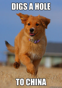 Ridiculously Photogenic Puppy