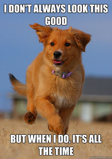 Ridiculously Photogenic Puppy