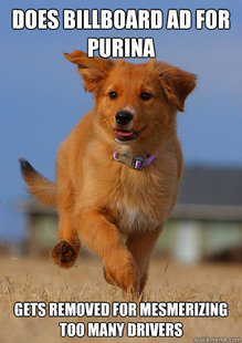 Ridiculously Photogenic Puppy