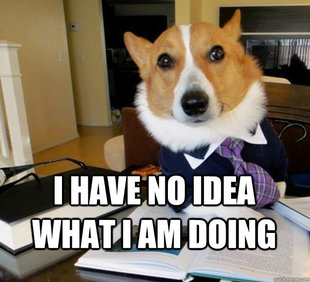 Lawyer Dog