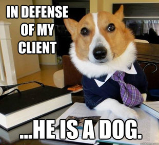 Lawyer Dog