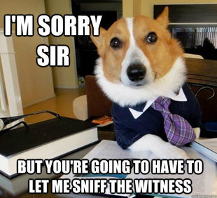 Lawyer Dog