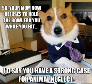 Lawyer Dog