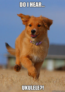 Ridiculously Photogenic Puppy