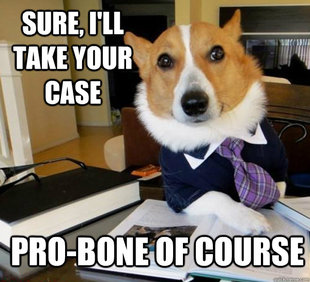 Lawyer Dog