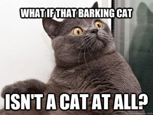 conspiracy cat
