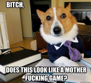 Lawyer Dog