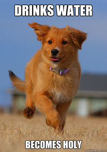 Ridiculously Photogenic Puppy