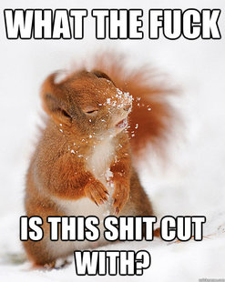 cover squirrel