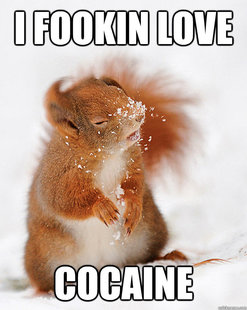cover squirrel