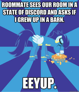 Foal Bachelor Brony