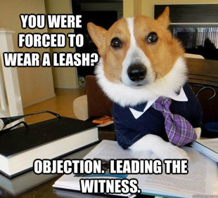 Lawyer Dog