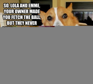 Lawyer Dog