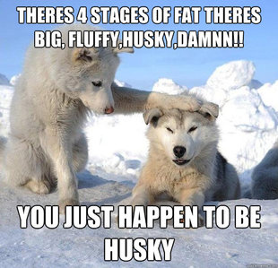 Caring Husky