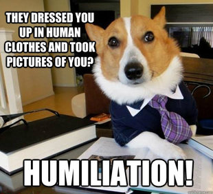 Lawyer Dog