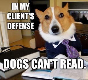 Lawyer Dog